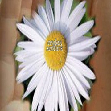 seni canımdan çok çok seviyorum