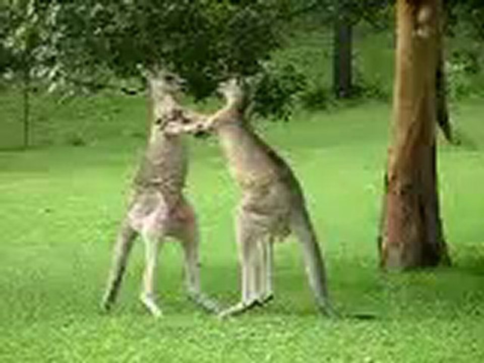 Animals 96