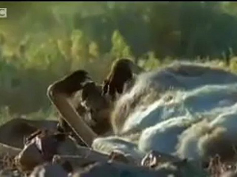 Animals 97
