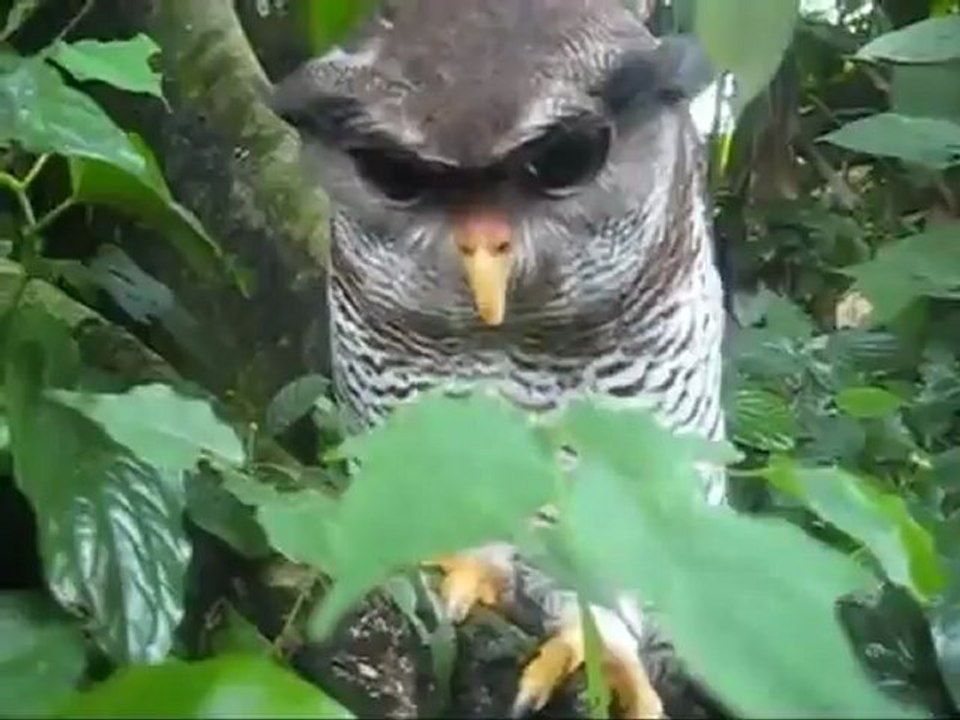 Animals 114