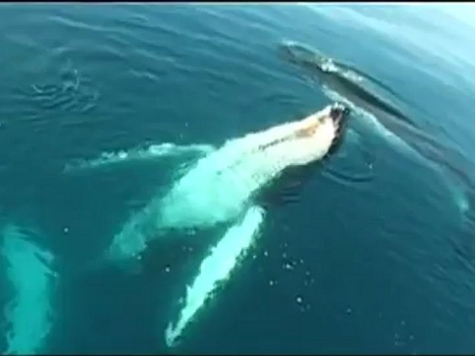 Animals 118