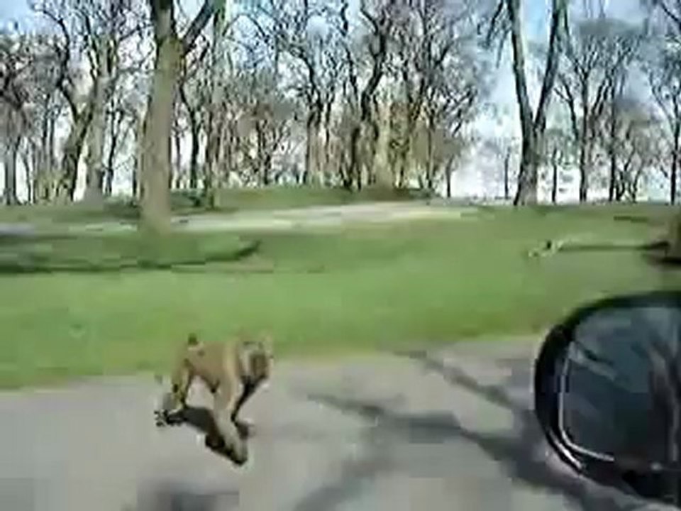 Animals 122