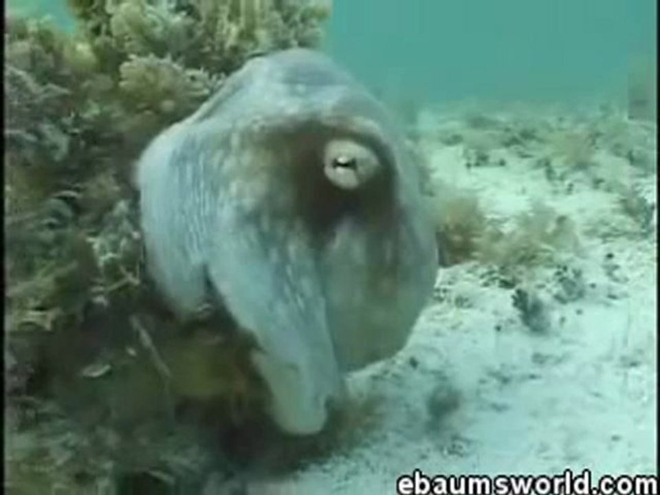 Animals 126