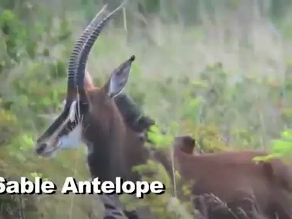 Animals 143