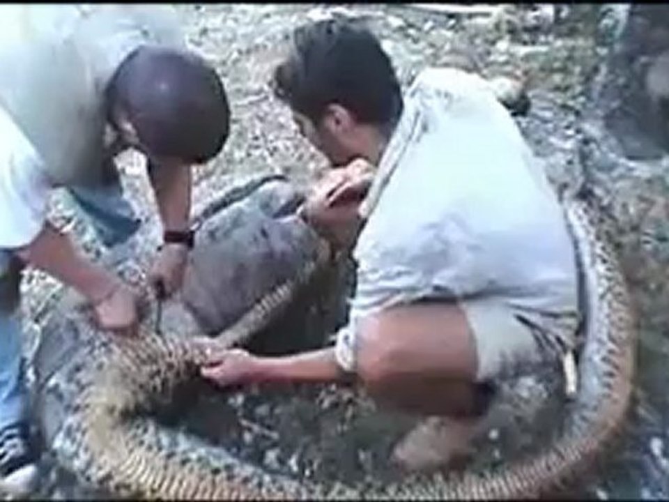 Animals 155