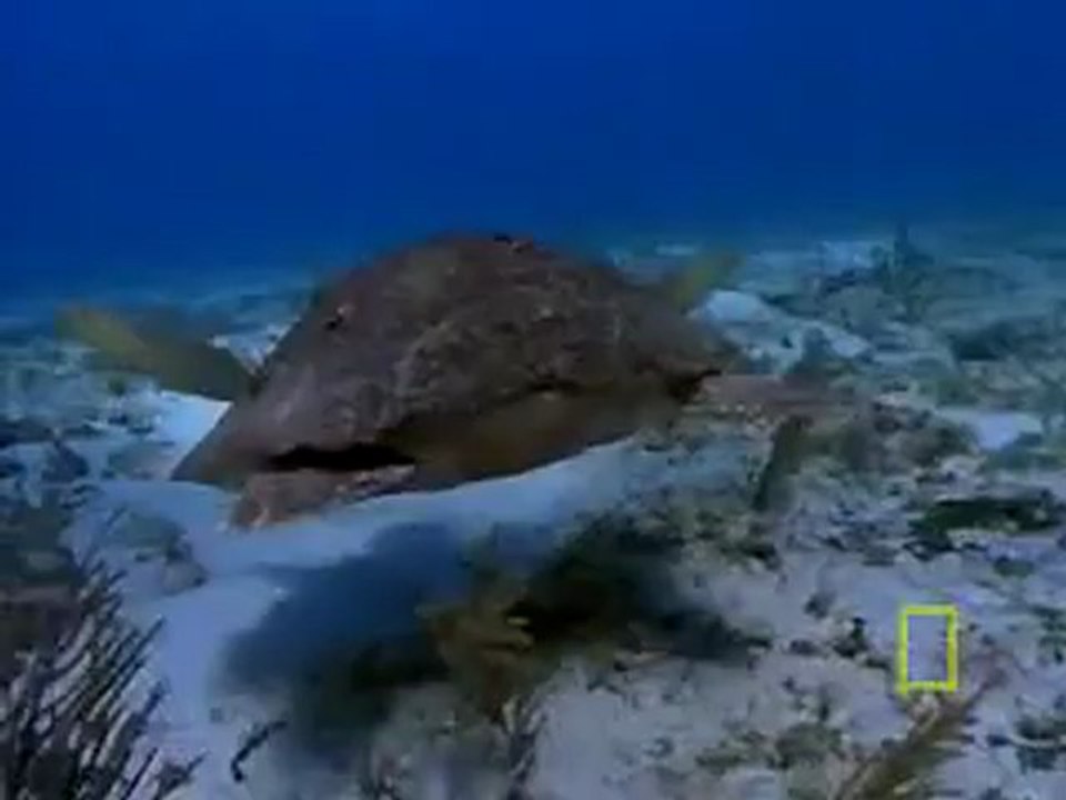 Animals 169