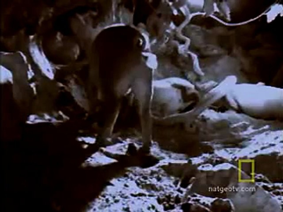 Animals 177