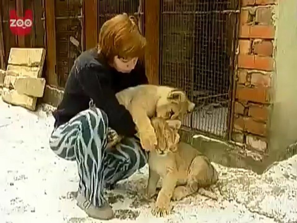 Animals 185
