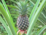 New Coconut Flavored Pineapple Developed