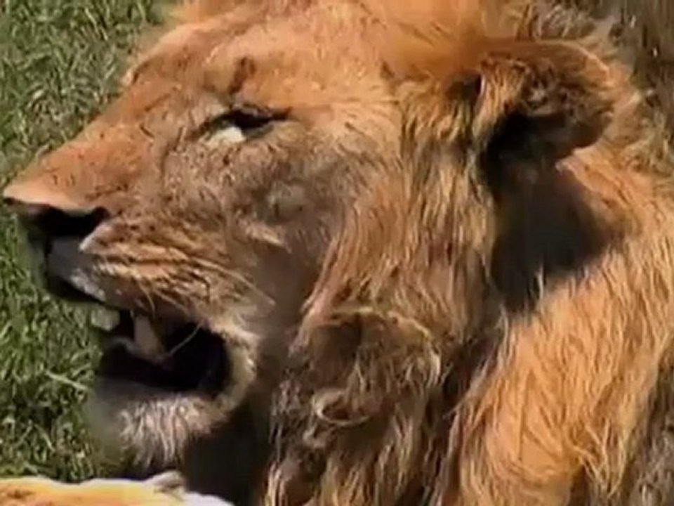 Die Anfänge der Menschheit_ Familienbande 3