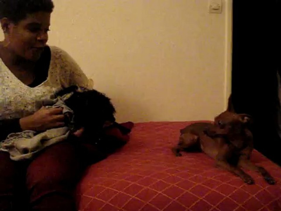 Pincher  ado a une peur bleue