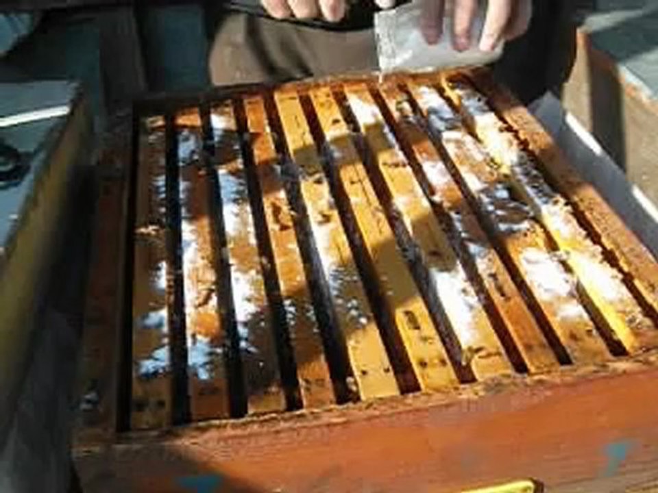 pudra şekeri ile varova mücadelesi