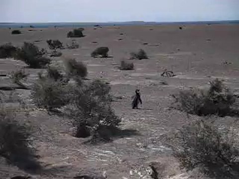 Manchots de Magellan à Punta Tombo, Argentine