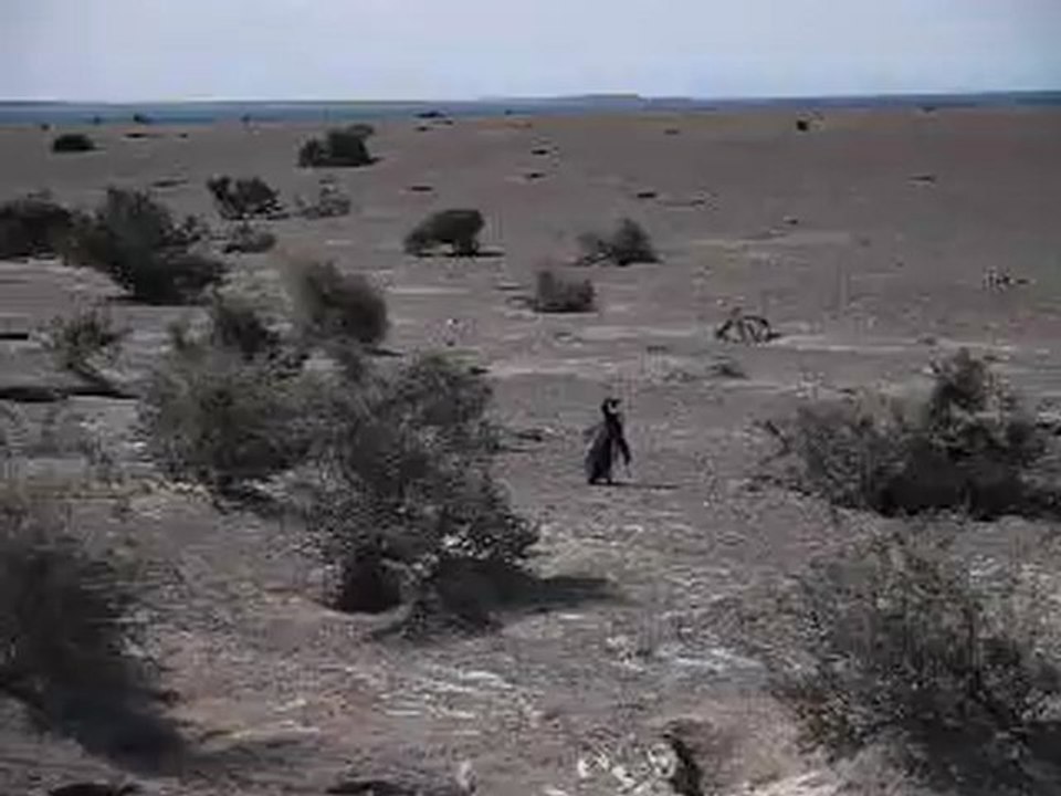 Manchots de Magellan à Punta Tombo, Argentine