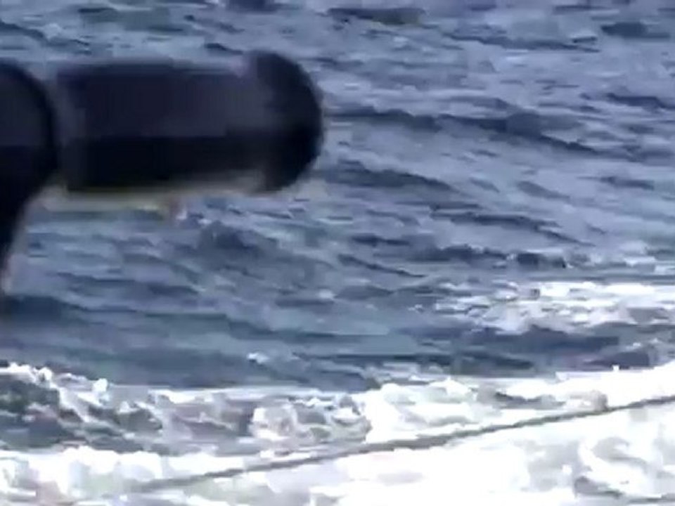 L'albatros de Jean Le Cam