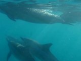 nage avec les dauphins ile Maurice