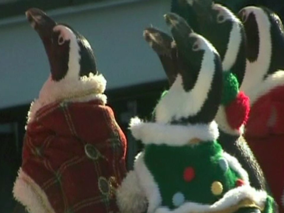 Penguins Become Santa's Helpers To Bring Holiday Cheer To Japanese Aquarium