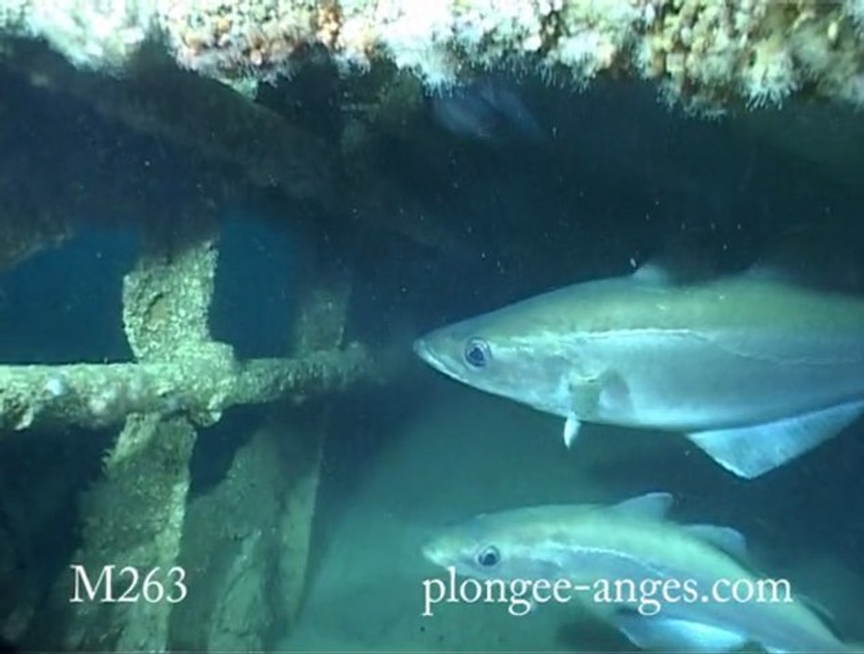 Plongée sur le M263 fin septembre 2012