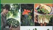 Food Book Review: Edible Wild Plants: Wild Foods From Dirt To Plate (The Wild Food Adventure Series, Book 1) by John Kallas