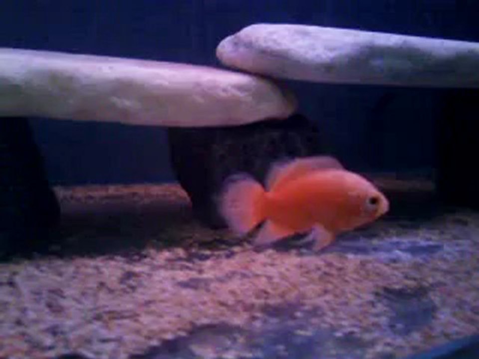 Video0036 astronotlarım