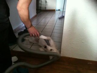 L'amour d un chien pour l'aspirateur