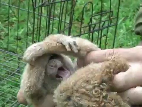 Slow loris rescued on a roof