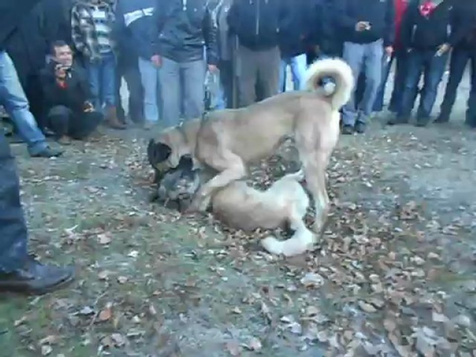 Yalvacda marko nun karabas sarkısagaclı mustanın karabas