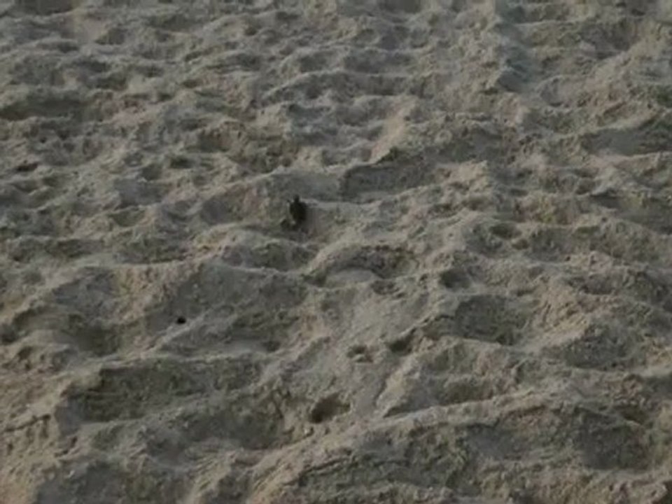 Turtle center