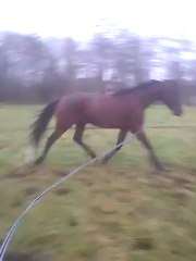 Première barres souci d'amour