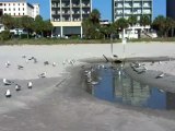 Seagulls - Myrtle Beach, South Carolina