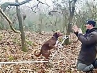 Not your usual dog trick