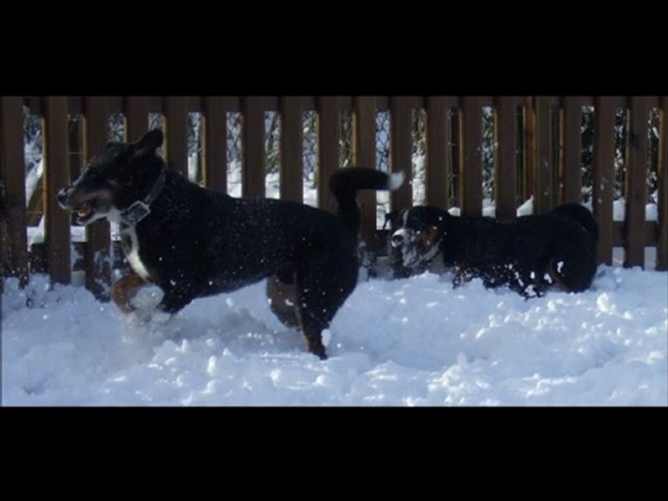 Arko et Kip première neige