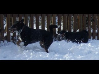Arko et Kip première neige