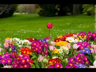 HUM DARD KE MARON KA TRIBUTE TO TALAT MEHMOOD BY DR MUKESH