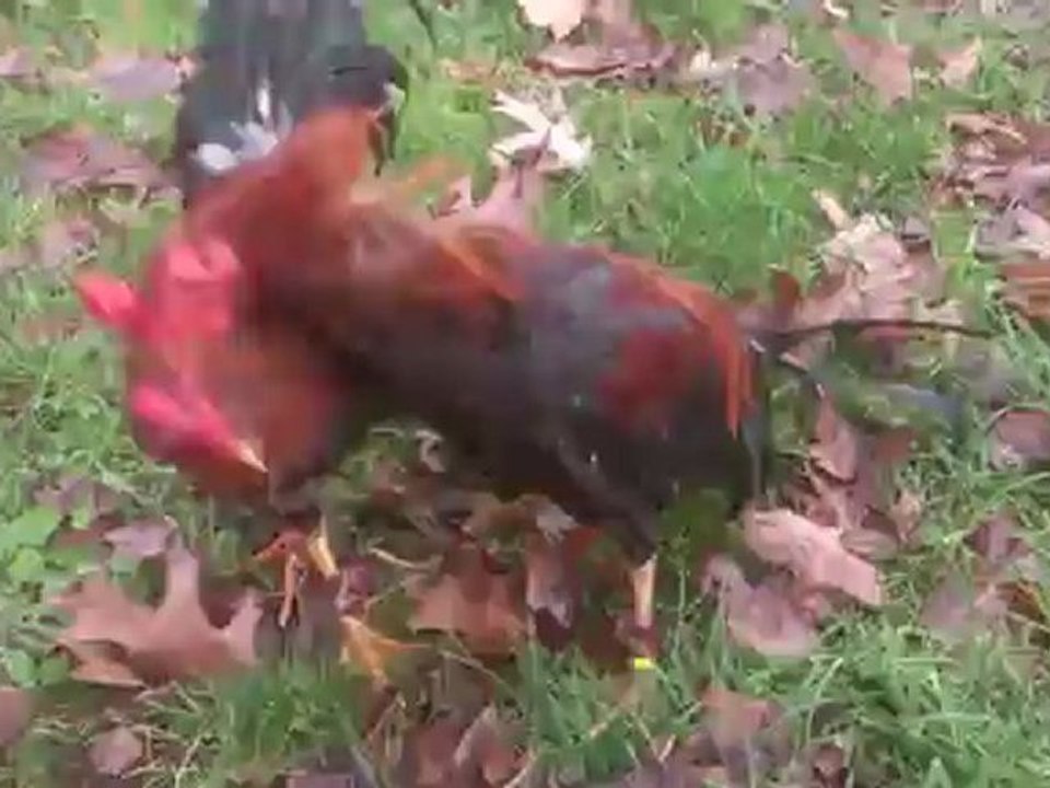 jeune coq BK 240  / 1.700 KG  VS  jeune coq 1.770kg vendu a teddy