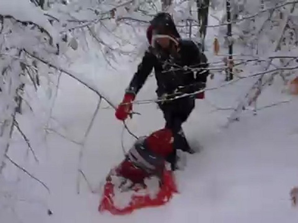 La quête du sapin...