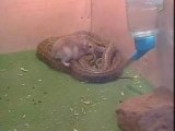 hamster vs. serpent