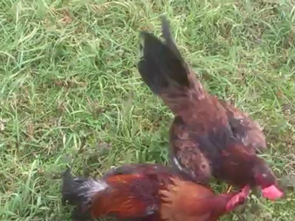 MOV_0188