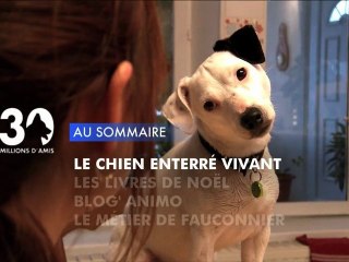 Sommaire émission 30 Millions d'Amis 15/12/2012