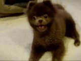 Adorable dog like teddy bear 