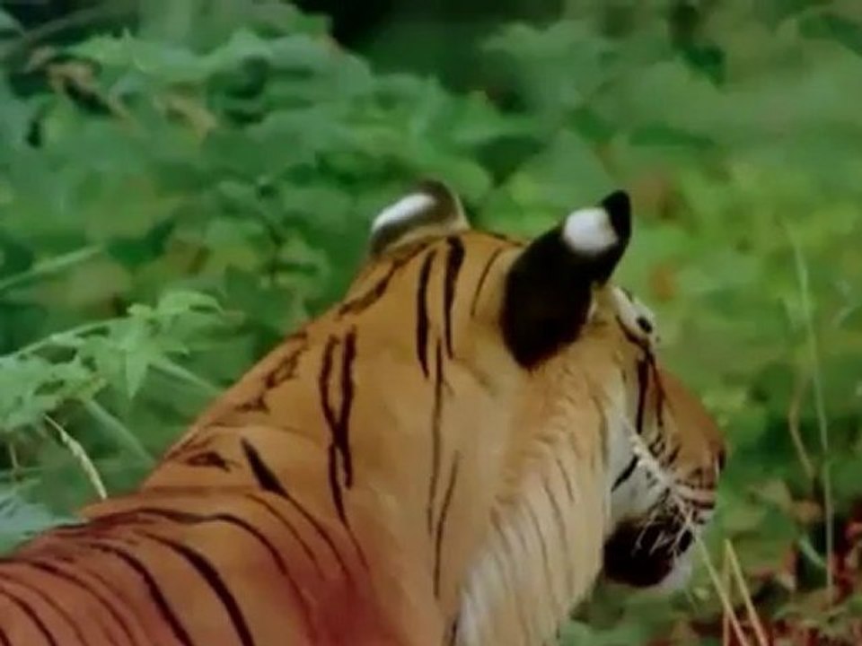 El reino del Tigre(Asturweb)