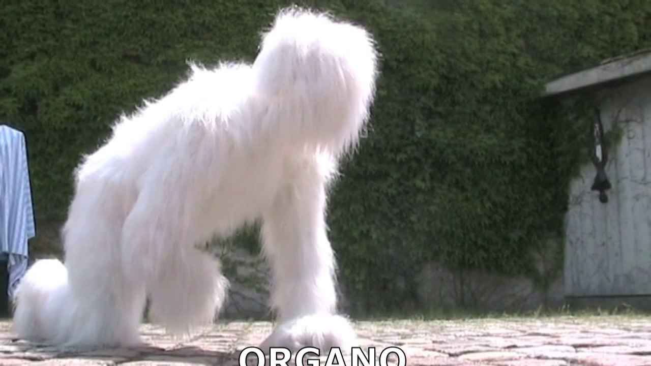 ORGANO1 . CORPS MUTANTS