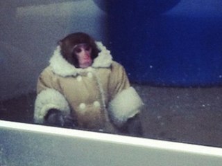 Monkey shocks IKEA shoppers in Toronto