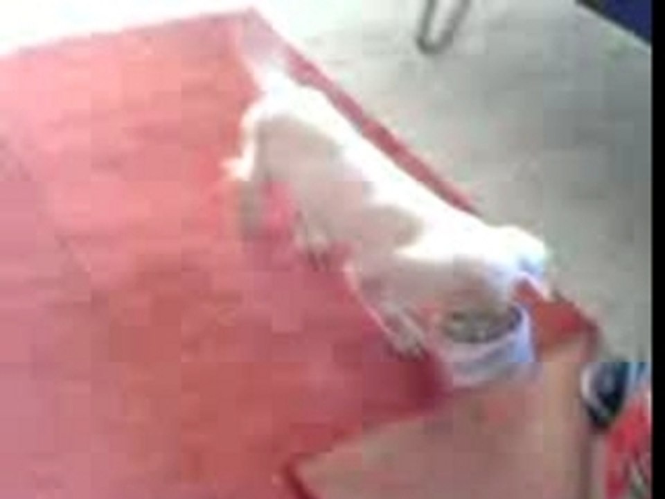 Stupid little dog