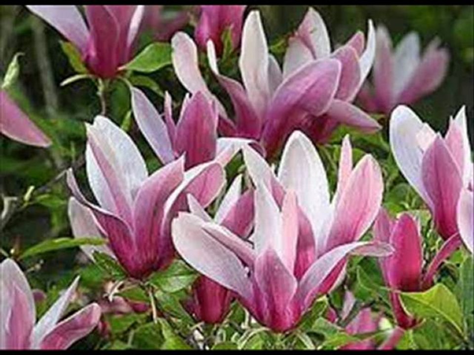 Cantique de Jean Racine