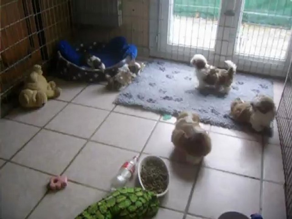 les bébés de flory et bal tai a 8 semaines