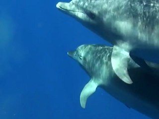 Plongée "éthoacoustique" avec les cétacés de la Réunion