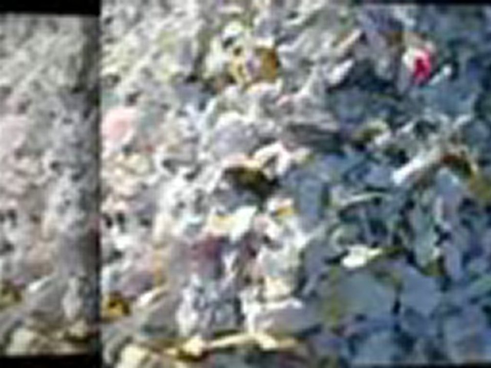 www.CertifiedShred.com