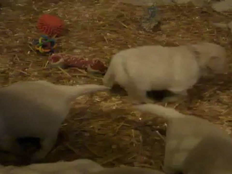 Les Bébés Golden à 4 semaines - la tétée