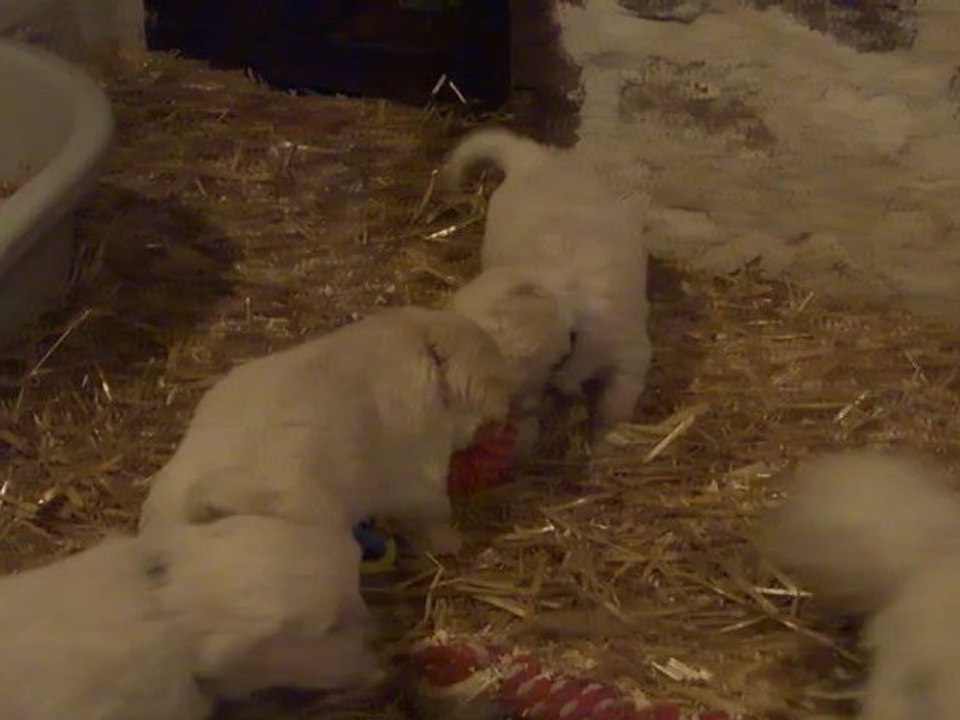 Les bébés Golden à 4 semaines - Jeux 1/2